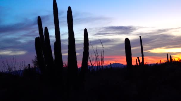 Trzy Olbrzymie Saguaros Carnegiea Gigantea Tle Czerwonych Chmur Wieczorem Zachodzie — Wideo stockowe