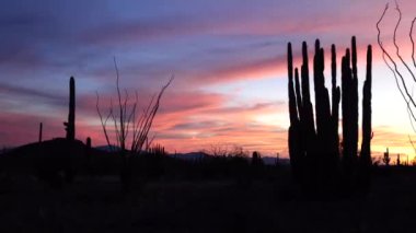 Üç Dev Saguaros (Carnegiea Gigantea) akşam üstü kırmızı bulutların arka planına karşı. Organ Borusu Kaktüsü Ulusal Anıtı, Arizona, ABD