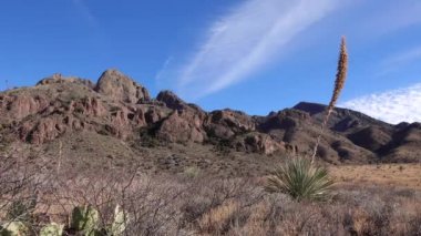 Yucca ve Cacti Arizona, ABD 'deki Kızıl Kayalıklar Dağı manzarasında.