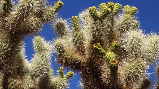 美国加利福尼亚约书亚树国家公园Cholla Cactus花园的银花 Cylindropuntia Echinocarpas — 图库视频影像