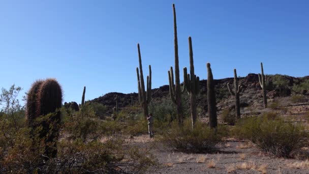 Typical Scenery Organ Pipe Cactus National Monument Organ Pipes Saguaro — Stock Video