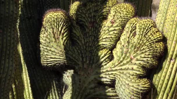 Forma Cristatária Três Saguaros Gigantes Carnegiea Gigantea Hewitt Canyon Perto — Vídeo de Stock