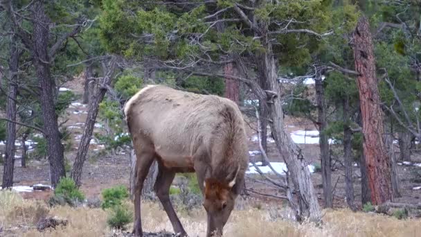 Hornless Μεγάλο Ελάφι Τρώει Ξηρό Γρασίδι Στην Περιοχή Grand Canyon — Αρχείο Βίντεο