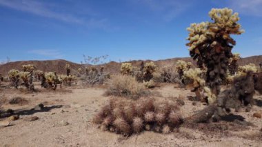 Joshua Tree Ulusal Parkı 'ndaki Cholla Kaktüs Bahçesi. Oyuncak ayı cholla (Cylindropuntia bigelovii). Kaliforniya