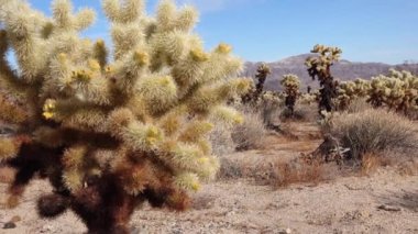 Joshua Tree Ulusal Parkı 'ndaki Cholla Kaktüs Bahçesi. Oyuncak ayı cholla (Cylindropuntia bigelovii) ve Echinocereus arizonicus. Kaliforniya