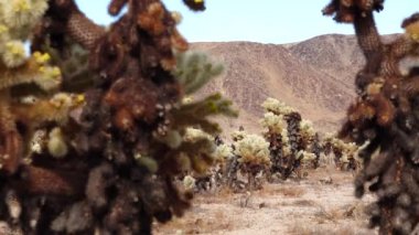 Joshua Tree Ulusal Parkı 'ndaki Cholla Kaktüs Bahçesi. Oyuncak ayı cholla (Cylindropuntia bigelovii) ve Echinocereus arizonicus. Kaliforniya