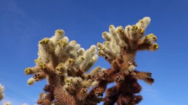 Joshua Tree Ulusal Parkı 'ndaki Cholla Kaktüs Bahçesi. Oyuncak ayı cholla (Cylindropuntia bigelovii) ve Echinocereus arizonicus. Kaliforniya