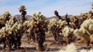 Joshua Tree Ulusal Parkı 'ndaki Cholla Kaktüs Bahçesi. Oyuncak ayı cholla (Cylindropuntia bigelovii) ve Echinocereus arizonicus. Kaliforniya