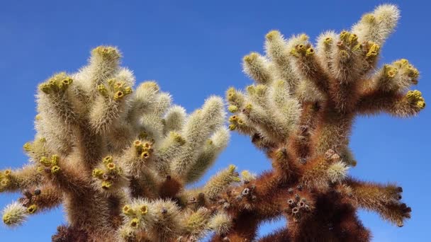 乔舒亚国家公园的Cholla Cactus花园Teddy Bear Cholla Cylindropuntia Bigelovii 和Echinocereus Arizonicus 加利福尼亚 — 图库视频影像