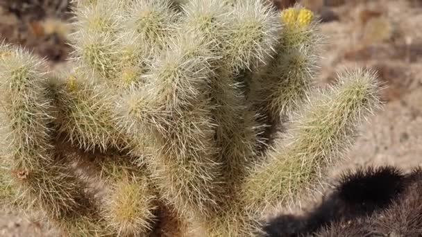 ジョシュアツリー国立公園のチョーラサボテン園 テディベア コッラ Cylindropuntia Bigelovii とエチノケレウス アリゾニクス カリフォルニア — ストック動画