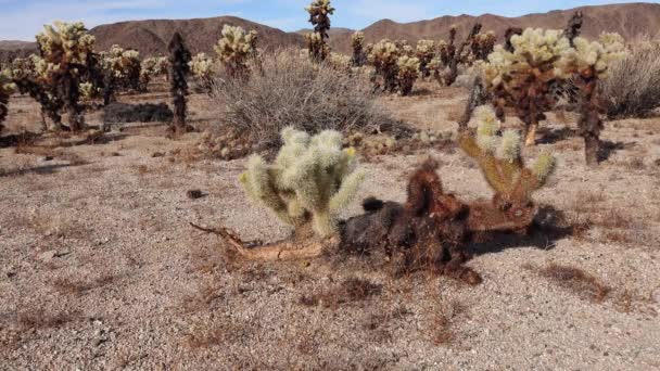 Cholla Cactus Garden Parc National Joshua Tree Ours Peluche Cylindropuntia — Video