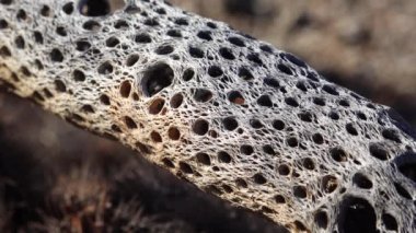 Joshua Tree Ulusal Parkı 'ndaki Cholla Kaktüs Bahçesi. Oyuncak ayı cholla (Cylindropuntia bigelovii) ve Echinocereus arizonicus. Kaliforniya