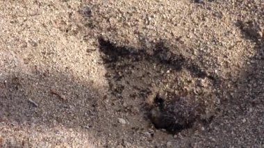 Joshua Ulusal Parkı, Arizona 'da kaktüslerle çölde karıncalar
