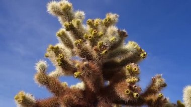 Joshua Tree Ulusal Parkı 'ndaki Cholla Kaktüs Bahçesi. Oyuncak ayı cholla (Cylindropuntia bigelovii) ve Echinocereus arizonicus. Kaliforniya
