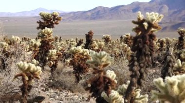 Joshua Tree Ulusal Parkı 'ndaki Cholla Kaktüs Bahçesi. Oyuncak ayı cholla (Cylindropuntia bigelovii) ve Echinocereus arizonicus. Kaliforniya
