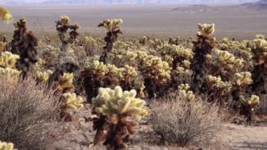 Joshua Tree Ulusal Parkı 'ndaki Cholla Kaktüs Bahçesi. Oyuncak ayı cholla (Cylindropuntia bigelovii) ve Echinocereus arizonicus. Kaliforniya