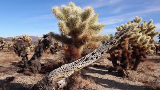 Cholla Cactus Garden Bij Joshua Tree National Park Teddy Beer — Stockvideo