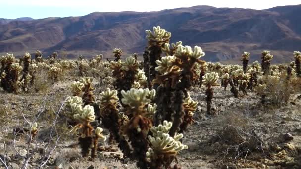 ジョシュアツリー国立公園のチョーラサボテン園 テディベア コッラ Cylindropuntia Bigelovii とエチノケレウス アリゾニクス カリフォルニア — ストック動画