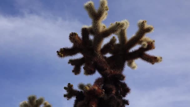 ジョシュアツリー国立公園のチョーラサボテン園 テディベア コッラ Cylindropuntia Bigelovii とエチノケレウス アリゾニクス カリフォルニア — ストック動画