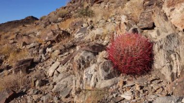 Çöl fıçısı kaktüsü Ferocactus silindirius, Joshua Tree Ulusal Parkı, Güney Kaliforniya.
