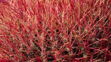 Çöl fıçısı kaktüsü Ferocactus silindirius, Joshua Tree Ulusal Parkı, Güney Kaliforniya.