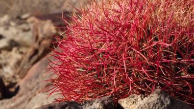 Çöl fıçısı kaktüsü Ferocactus silindirius, Joshua Tree Ulusal Parkı, Güney Kaliforniya.