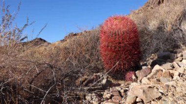 Çöl fıçısı kaktüsü Ferocactus silindirius, Joshua Tree Ulusal Parkı, Güney Kaliforniya.