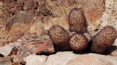 Arizona çölünde bir kaktüs. Yastık tilkisi kaktüsü (Escobaria alversonii, coryphantha alversonii), ABD
