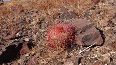 Çöl fıçısı kaktüsü Ferocactus silindirius, Joshua Tree Ulusal Parkı, Güney Kaliforniya.