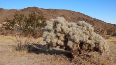 Cholla Kaktüs Bahçesi 'nde gümüş cholla (Cylindropuntia echinocarpas), Joshua Tree Ulusal Parkı, Kaliforniya, ABD