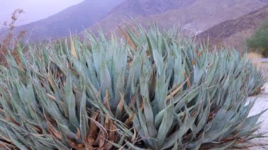 Arizona bitkileri. Altın çiçekli agave (Agave chrysantha) 