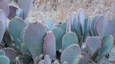 Kaliforniya Kaktüsü. Kunduz Kuyruğu (Opuntia bazilaris)