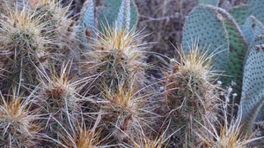 ABD 'nin güneybatısından Kaktüs. Engelmann 'ın kirpi kaktüsü (Echinocereus engelmannii), Kaliforniya