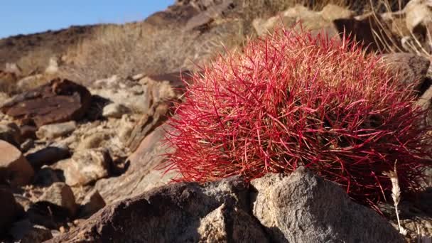 Ökenfat Kaktus Ferocactus Cylindraceus Joshua Tree National Park Södra Kalifornien — Stockvideo