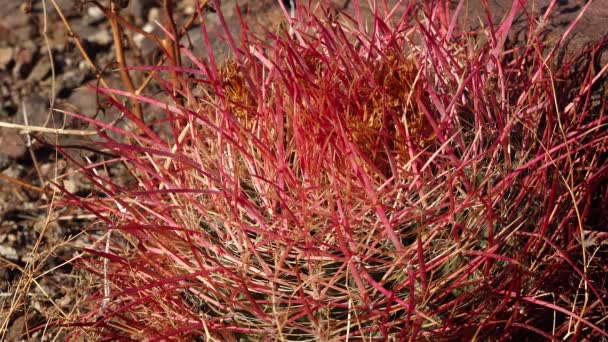 Cactus Ferocactus Cilindro Barril Desértico Parque Nacional Joshua Tree Sur — Vídeo de stock