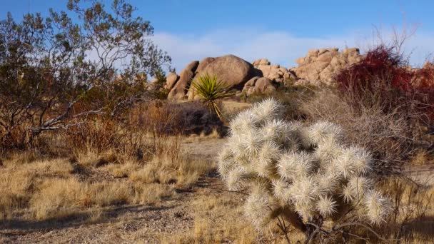 Colla Prata Cylindropuntia Echinocarpas Cholla Cactus Garden Joshua Tree National — Vídeo de Stock