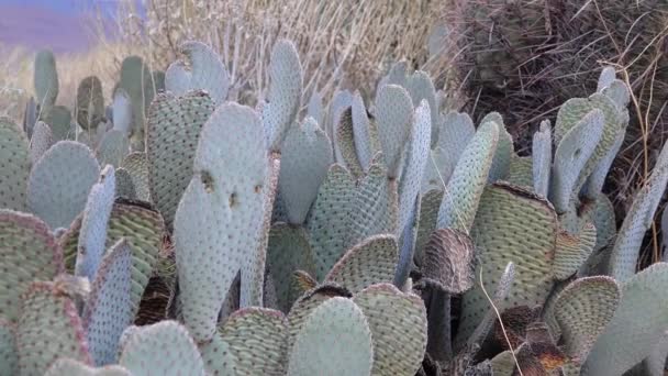 Κάκτοι Της Καλιφόρνια Beavertail Opuntia Basilaris — Αρχείο Βίντεο