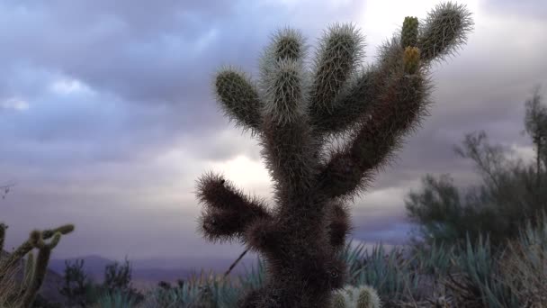 Kaktusar Cylindropuntia Munzii Arizona Sonora Cylindropuntia Munzii — Stockvideo