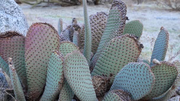 加州的Cacti 鱼尾草 Opuntia Basilaris — 图库视频影像