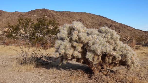 Silbercholla Cylindropuntia Echinocarpas Cholla Cactus Garden Joshua Tree National Park — Stockvideo