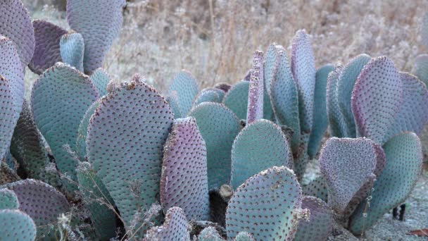 Kaktusar Från Kalifornien Beavertail Opuntia Basilaris — Stockvideo