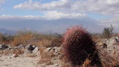 Kaliforniya çölünde gökyüzüne karşı bulutlarla kaplı büyük California fıçı kaktüsü (Ferocactus silindirisi).