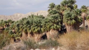 Çölde Coachella Vadisi 'nin yakınlarındaki Bin Palmiye Vahası' nda palmiye ağaçları yükseliyor. Villis palmiye vahası. Kaliforniya