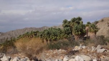 Çölde Coachella Vadisi 'nin yakınlarındaki Bin Palmiye Vahası' nda palmiye ağaçları yükseliyor. Villis palmiye vahası. Kaliforniya