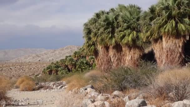 ヤシの木はコアチェラ バレー保護区近くの千のパームオアシスで砂漠に立ち上がる ビリスヤシのオアシス カリフォルニア — ストック動画