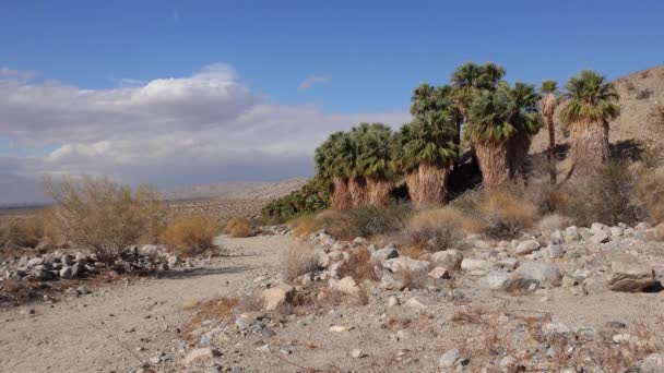 Φοίνικες Αυξάνονται Στην Έρημο Στο Thousand Palms Oasis Κοντά Coachella — Αρχείο Βίντεο