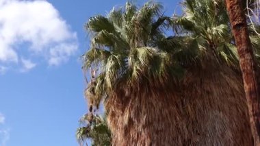 Çölde Coachella Vadisi 'nin yakınlarındaki Bin Palmiye Vahası' nda palmiye ağaçları yükseliyor. Villis palmiye vahası. Kaliforniya