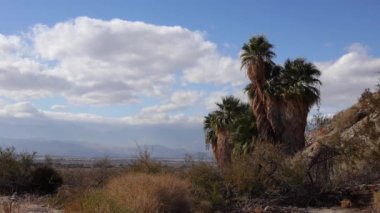 Çölde Coachella Vadisi 'nin yakınlarındaki Bin Palmiye Vahası' nda palmiye ağaçları yükseliyor. Villis palmiye vahası. Kaliforniya