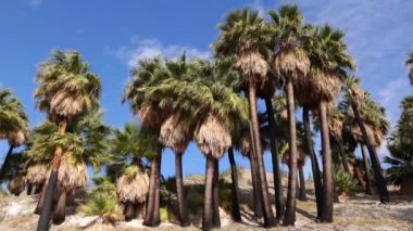 Çölde Coachella Vadisi 'nin yakınlarındaki Bin Palmiye Vahası' nda palmiye ağaçları yükseliyor. Villis palmiye vahası. Kaliforniya