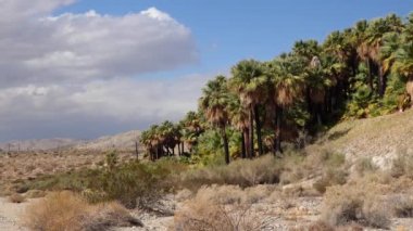 Çölde Coachella Vadisi 'nin yakınlarındaki Bin Palmiye Vahası' nda palmiye ağaçları yükseliyor. Villis palmiye vahası. Kaliforniya